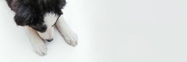 Lustiges Studioporträt des süßen, lächelnden Welpenhundes, Border-Collie, isoliert auf weißem Hintergrund. Haustierpflege und Tierkonzept. Banner foto