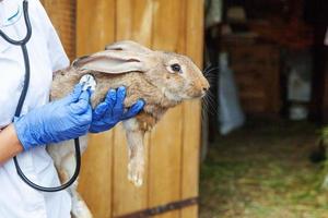 tierärztin mit stethoskop, das kaninchen auf ranchhintergrund hält und untersucht, nah oben. Hase in tierärztlichen Händen zur Untersuchung in einer natürlichen Öko-Farm. Tierpflege und ökologisches Landwirtschaftskonzept. foto