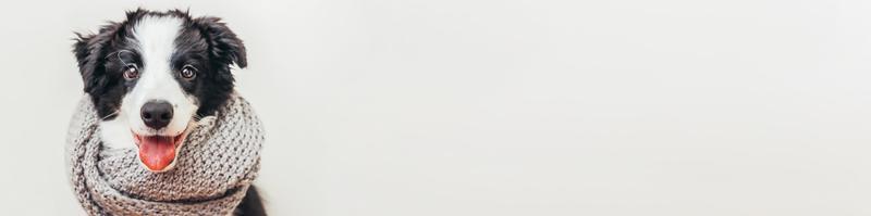 Lustiges Studioportrait von Hündchen-Border-Collie mit warmem Kleiderschal um den Hals isoliert auf weißem Hintergrund. winter- oder herbstporträt des kleinen hundes, kopierraumbanner foto