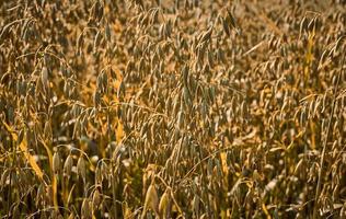 Herbststimmung, Ölfeld auf dem Bauernhof, Landwirtschaft im Hintergrund, ländliche und rustikale Aussicht foto