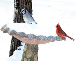 Blauhäher und Kardinal zusammen im Schnee foto