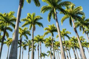 schöner Blick zu kaiserlichen Palmen auf den Regenwald