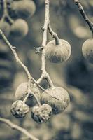 tropischer pflanzenbaum mit grünen runden fruchtkugeln samen mexiko. foto