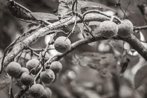 tropischer pflanzenbaum mit grünen runden fruchtkugeln samen mexiko. foto