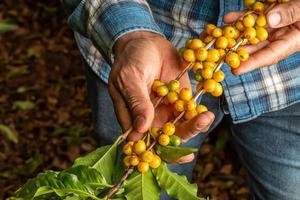 kaffeebohnen reifen, frischer kaffee, gelber beerenzweig, industrielandwirtschaft am baum. Kaffeebohne am Baum. foto