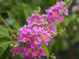 bungor, lagerstroemia floribunda jack ex blume violetter blumenbaum im gartennaturhintergrund foto