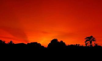 sonnenuntergang, orange himmel busch baum silhouette schwarzer hintergrund natur foto