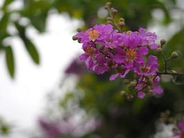 bungor, lagerstroemia floribunda jack ex blume violetter blumenbaum im gartennaturhintergrund foto