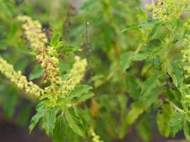 thailändisches heiliges basilikum ocimum tenuiflorum sanctum oder tulsi kaphrao heiliges basilikum ist ein aufrechter, vielverzweigter halbstrauch, 30 bis 60 cm hoch mit behaarten stielen blätter sind grünes gemüse mit blumen, die im garten blühen foto