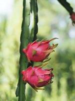 weißfleischige pitahaya, thailändische drachenfrucht in rostfreier schüssel, hylocereus, cactaceae, frische rosa schalengrüne blütenblätter süße, saure oder süße pitaya, selenicereus undatus, die im gartennaturhintergrund blühen foto