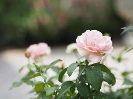 rosa rosenblume, die im garten blüht, verschwommen vom naturhintergrund, kopierraumkonzept für textdesign im vorderen hintergrund für banner, karte, tapete, webseite, grußkarte valentinstag foto