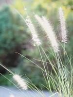 gramineae pennisetum polystachyon braune farbe blumengras achselständige und verzweigte blütenstände auf einem langen stiel. Bestehend aus einer großen Anzahl von violetten Unterblumen, Naturhintergrund foto