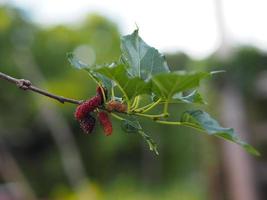 maulbeerfrucht, die auf baum im garten auf unscharfem naturhintergrund blüht foto