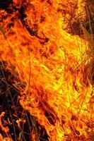 hintergrund, rote flammen starkes feuer, brennendes trockenes gras, notfall. foto