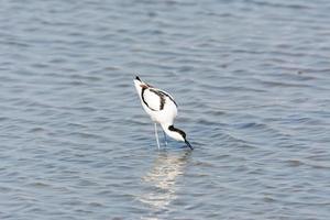 avoceta recurvirostra avosetta wasservogel foto