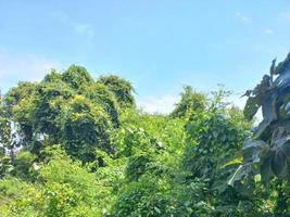 grün natur garten ökologische landschaft mit bauernhof, blumen, sonne, wasserfall, gartenarbeit der erde tag sommer hintergrundfotografie natürliche bilder foto