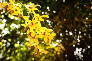frühlingsgelbe orchideen blühen auf einem weißen und grünen bokeh-hintergrund. selektiver fokus, kopierraum. foto