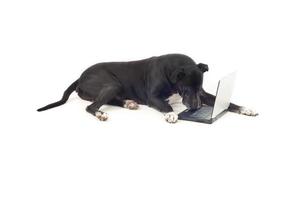 Dogge-Hund mit Laptop foto