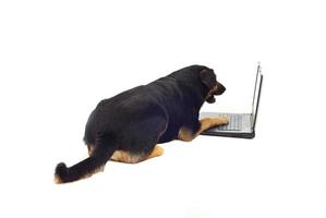 überraschter Hund mit Laptop foto