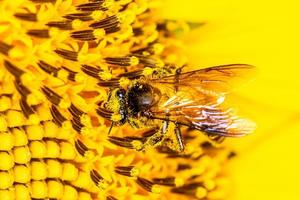 Nahaufnahme einer Biene auf Sonnenblume. foto