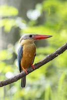 Storch berechneter Eisvogel, der auf dem Zweig in Thailand hockt. foto