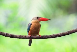 Storch berechneter Eisvogel, der auf dem Zweig in Thailand hockt. foto