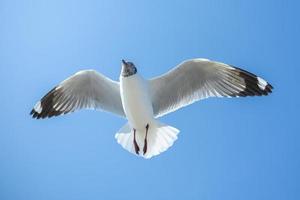 Möwe am Himmel in Thailand foto