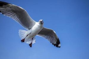 Möwe am Himmel in Thailand foto