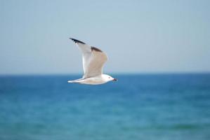 Möwe fliegt über blaues Meer foto