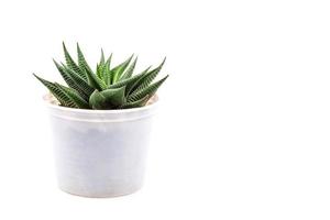 kleine Kaktuspflanze im weißen Topf - Haworthia-limifolia-Isolat auf weißem Hintergrund, Haworthia-limifolia-Marloth, Feigenblätter-Haworthia, Feen-Waschbrett foto