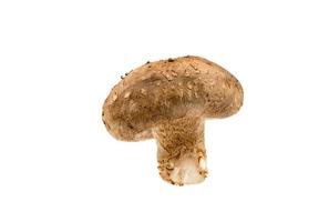 frischer Shiitake-Pilz isoliert auf weißem Hintergrund mit Beschneidungspfad und voller Schärfentiefe. foto