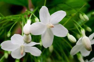 abstrakter Unschärfehintergrund von weißen Blumen, wilder Wasserpflaume, moke Blume, in voller Blüte im Bauernhof, auf grünem Naturunschärfehintergrund, auf hellem Sonnenlicht, verwendet für einen Hintergrund, selektiver Fokuspunkt, Makro foto