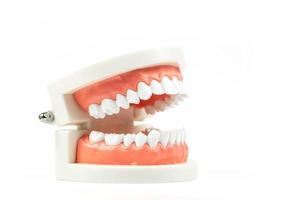Zahnmodell isoliert auf weißem Hintergrund, High Definition foto