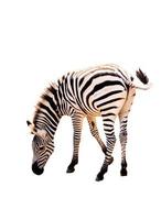 Zebra isoliert auf weißem Hintergrund mit Beschneidungspfad foto