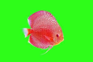 schöne rote Fische isolieren auf grünem Hintergrund. foto