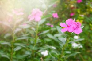 Rosa Blumen blühen und leichte weiche Unschärfe auf dem Bauernhof foto