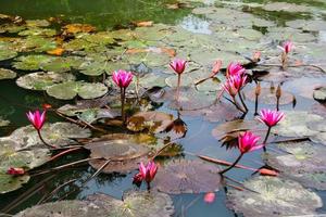 rosafarbener lotus, der im wassergartenpark thailand blüht foto