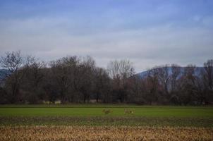 Zwei Hirsche laufen auf dem Feld foto