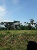 Blick auf das Reisfeld foto
