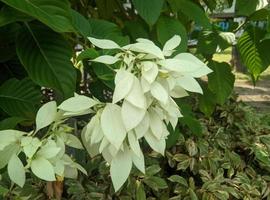 weiße Mussaenda oder Mussaenda pubescens für Zierpflanzen im Stadtpark foto