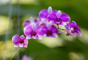 Orchidee foto