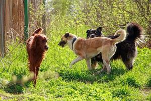 Drei Haustiere spielen in der Natur. Rote, schwarze und weiße Hunde laufen auf dem Frühlingsgras. foto
