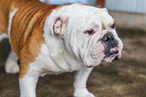 Britischer Bulldoggenwelpe auf der Suche foto