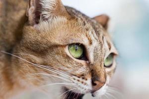 Katzenauge, Bengalkatze in Hellbraun und Creme foto