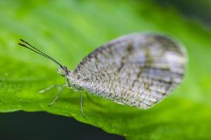 schöner weißer Schmetterling auf einem Blatt foto