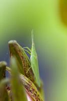 Heuschrecke thront auf einer Lotusblüte foto