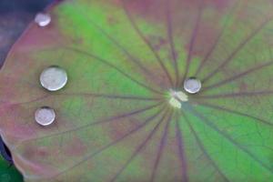 grünes Lotusblatt mit Wassertropfen foto