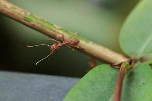 Nahaufnahme Rote Ameise, die auf einem grünen Ast läuft