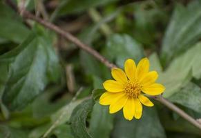 Schwefelkosmos in Bangladesch. foto