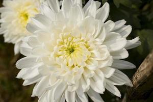 Weiße Chrysantheme in Bangladesch. foto